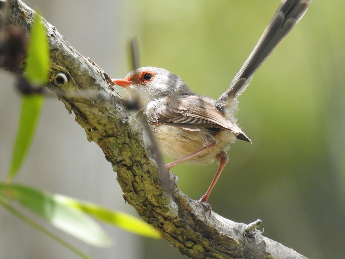 Variegated Fairywren - ML123607441