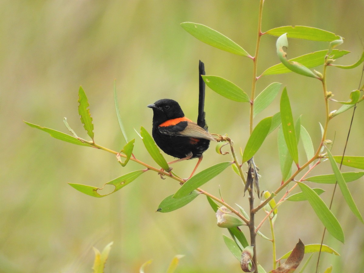 Red-backed Fairywren - ML123607451