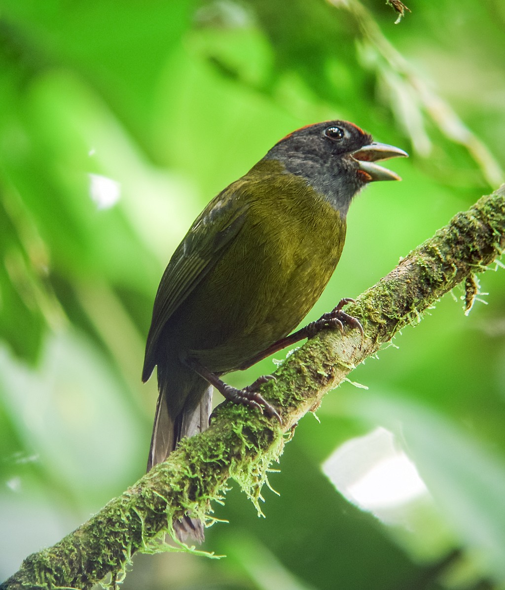 Olive Finch - ML123607461