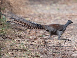 Superb Lyrebird - Menura novaehollandiae - Birds of the World