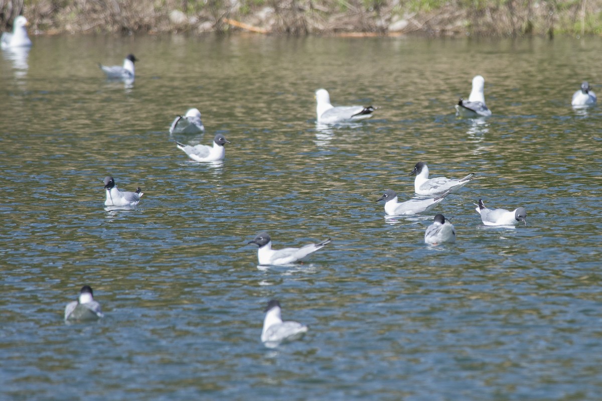 Mouette de Bonaparte - ML123607871