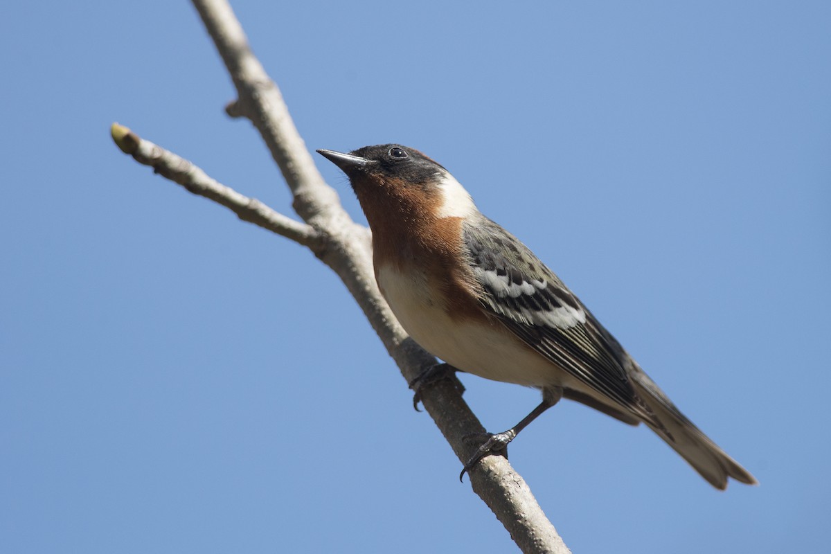 Bay-breasted Warbler - ML123607911