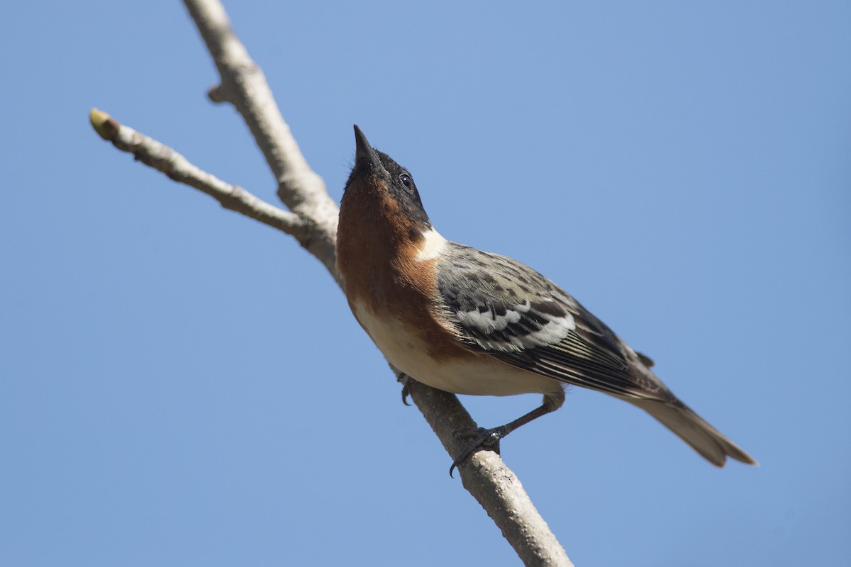 Bay-breasted Warbler - ML123607921