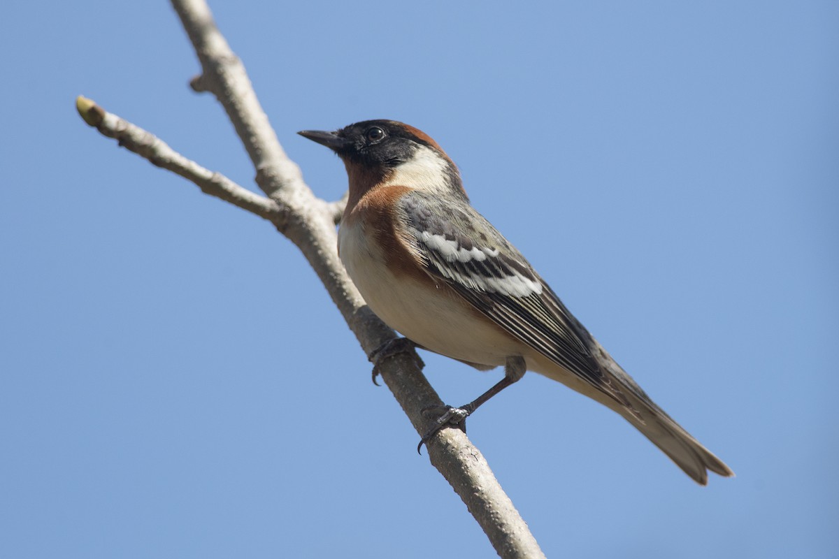 Bay-breasted Warbler - ML123607931