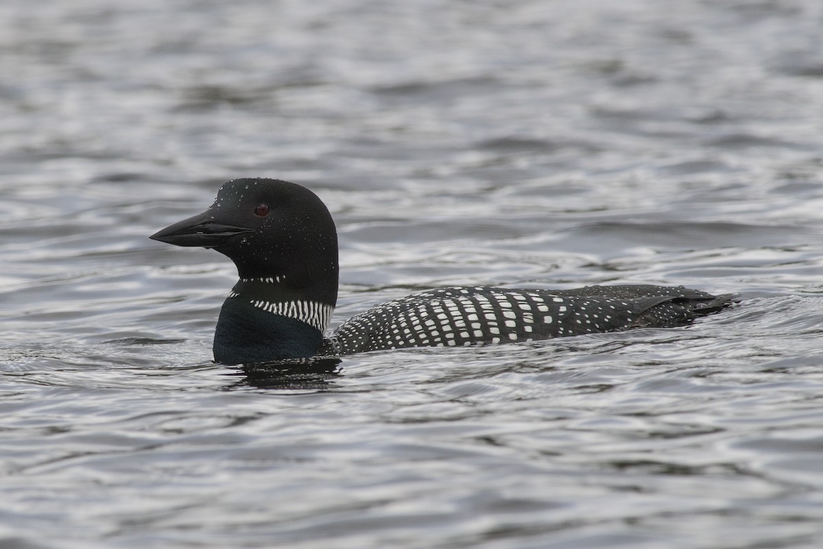 Common Loon - Jean-Sébastien Mayer