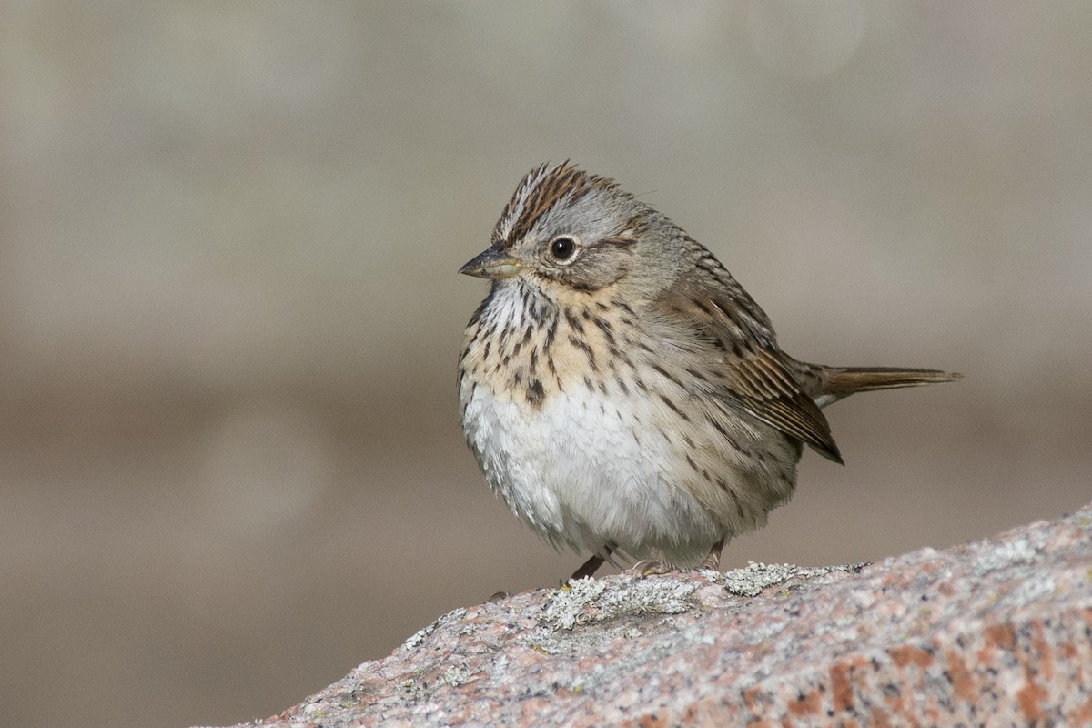 Lincoln's Sparrow - ML123608021