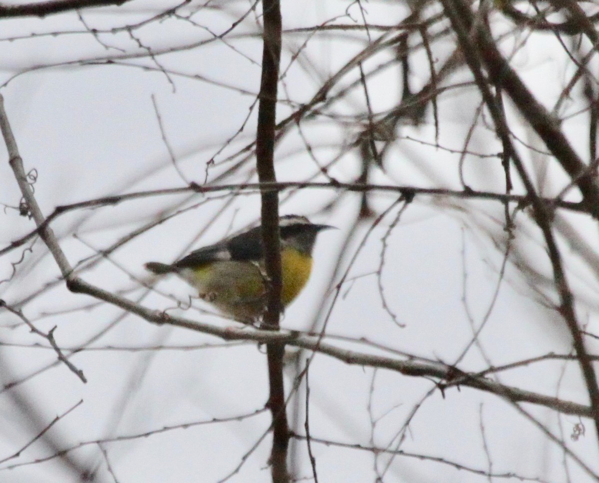 Sucrier à ventre jaune - ML123609901