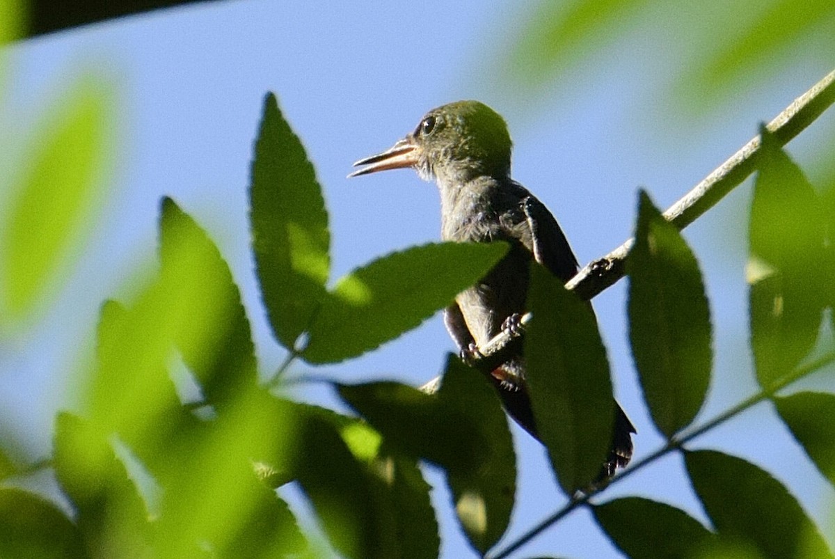 kolibřík zrcadlový - ML123610271