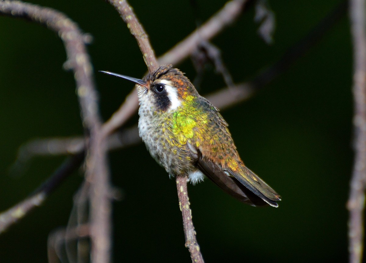 kolibřík bělouchý - ML123610641
