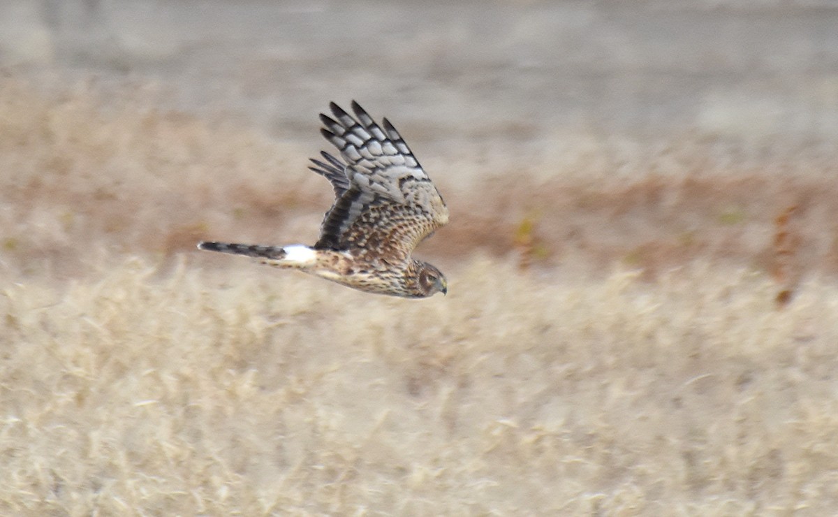 Northern Harrier - ML123611081