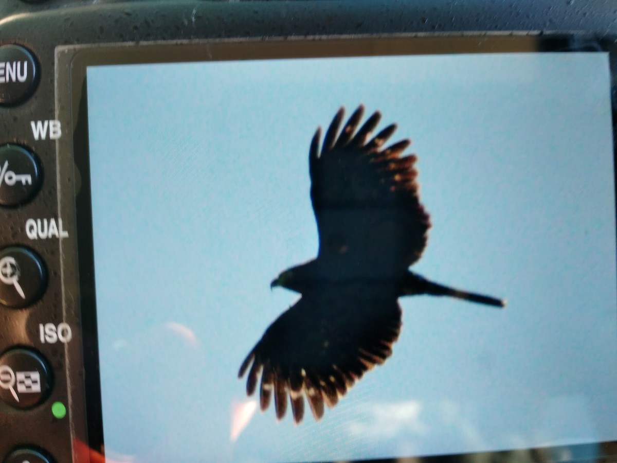 hákozobec neotropický - ML123612371