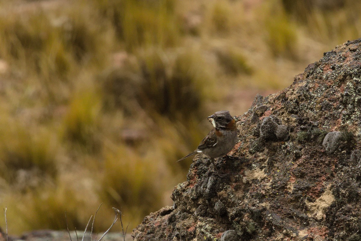 Rufous-collared Sparrow - ML123612411