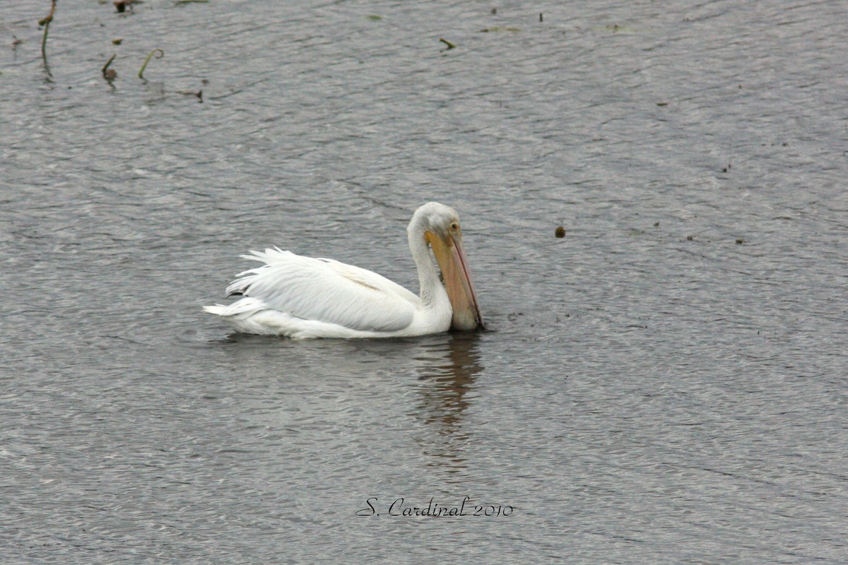 American White Pelican - ML123613341