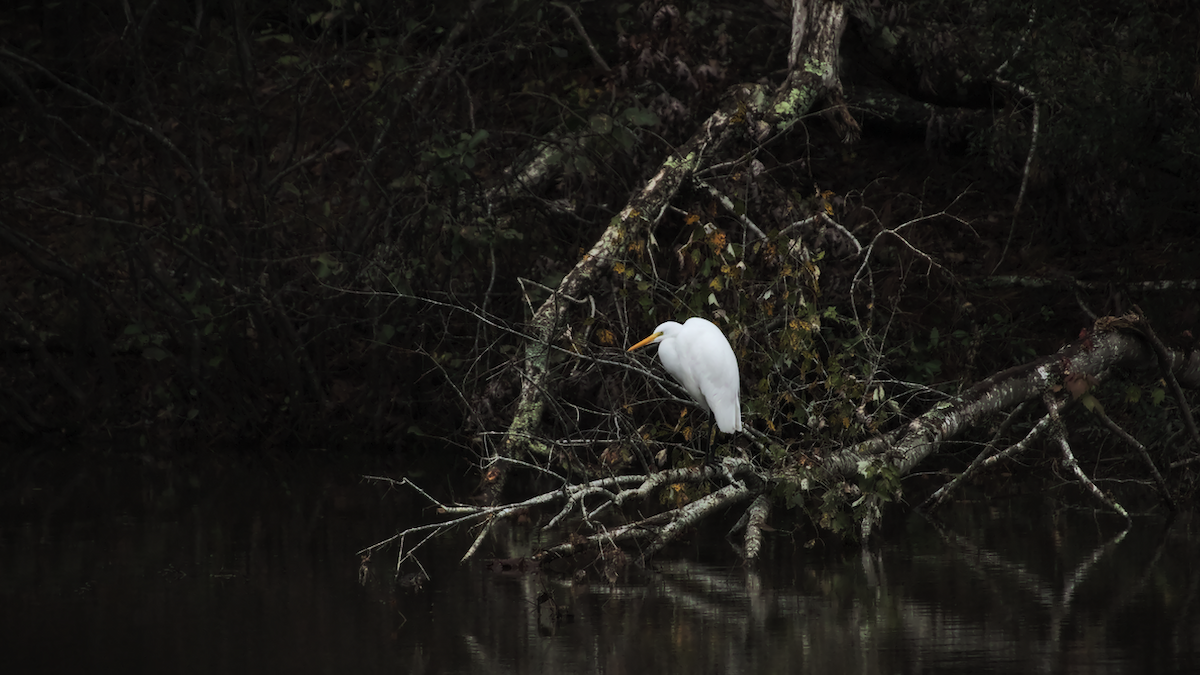 Great Egret - ML123619881