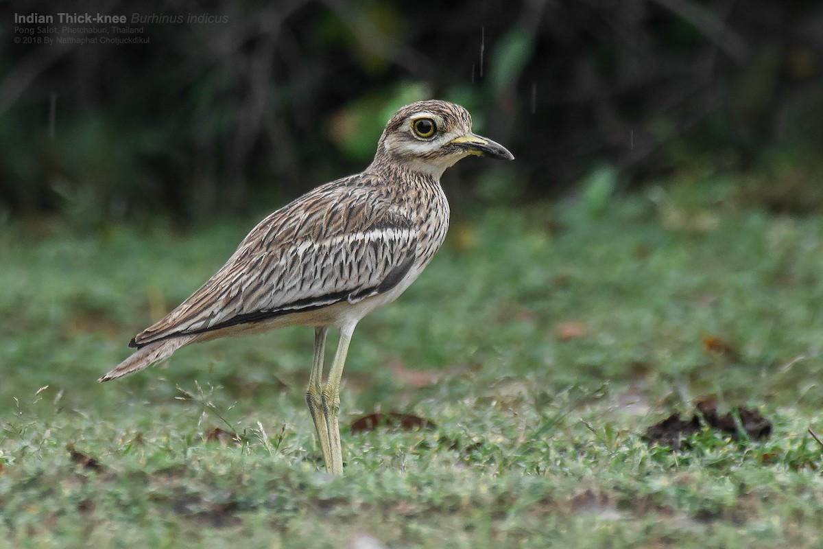 Indian Thick-knee - ML123620341