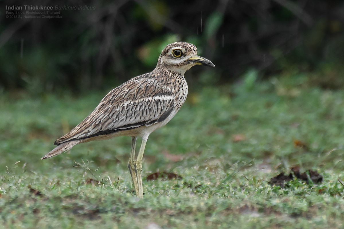 Indian Thick-knee - Natthaphat Chotjuckdikul