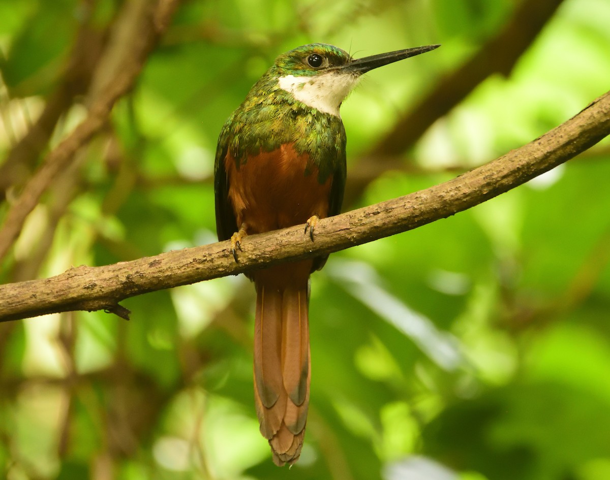 Rufous-tailed Jacamar - Alberto Esquivel Wildlife PY