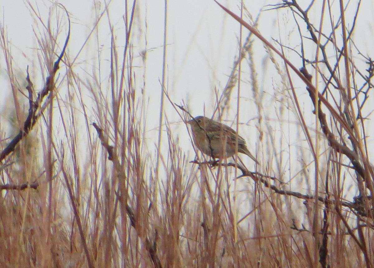 Grasshopper Sparrow - ML123623601