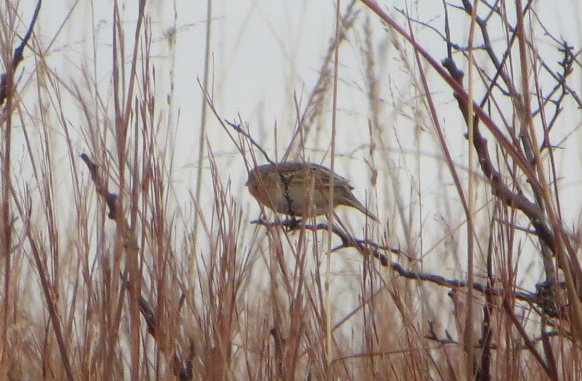 Grasshopper Sparrow - ML123623711