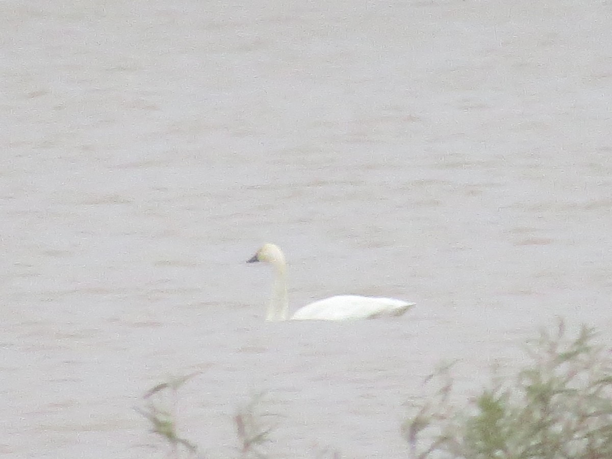 Tundra Swan - ML123623961