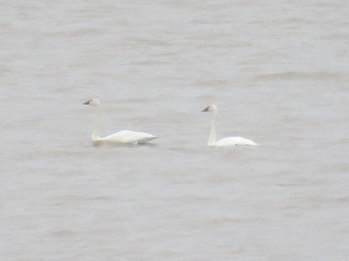 Tundra Swan - ML123623981