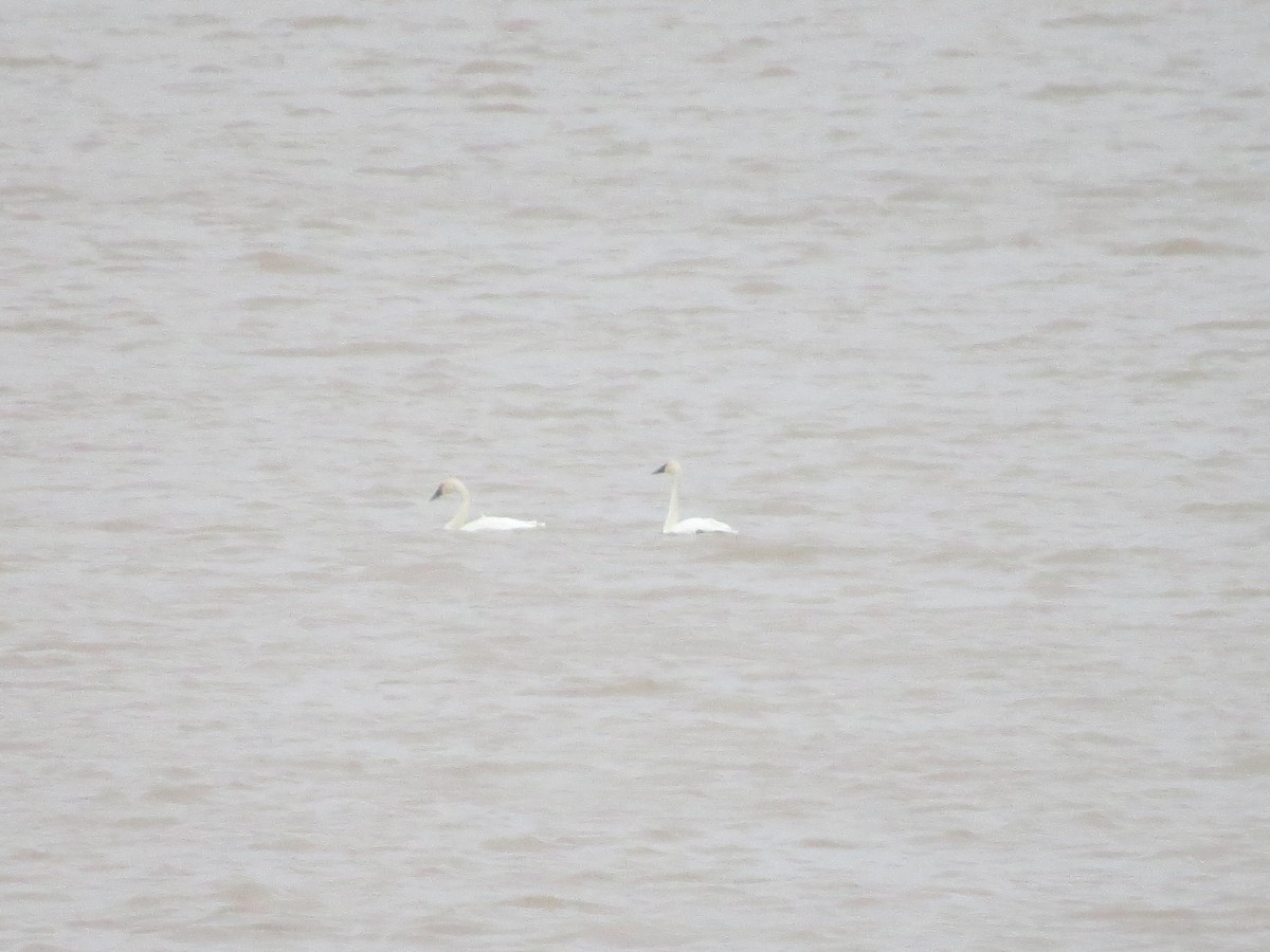 Tundra Swan - ML123624001