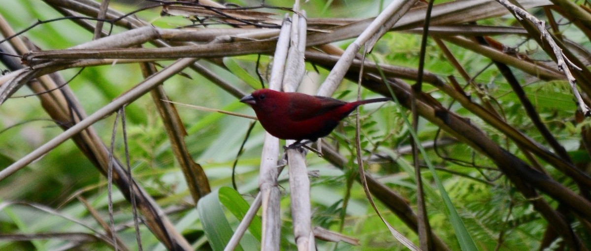 Black-bellied Firefinch - John Mark Simmons