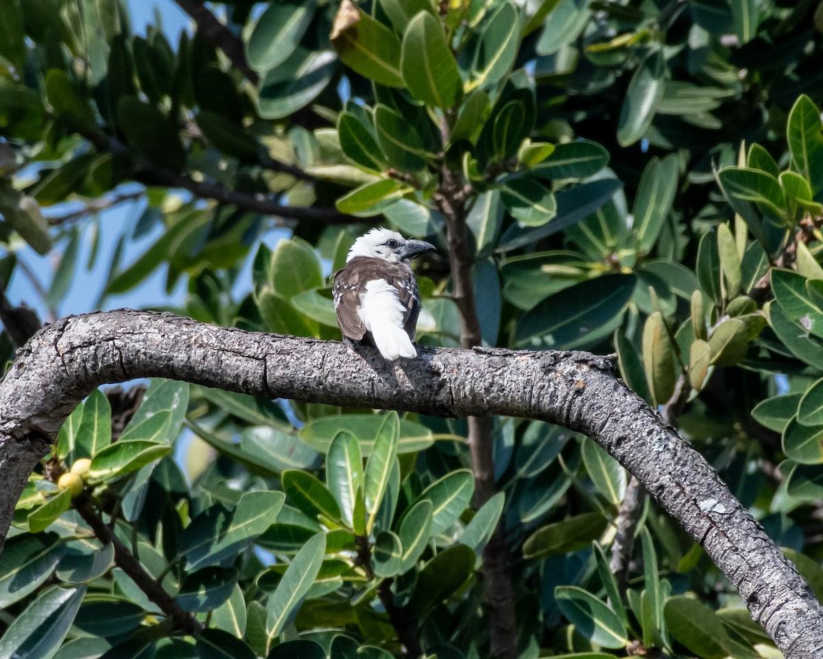 White-headed Barbet - ML123629371