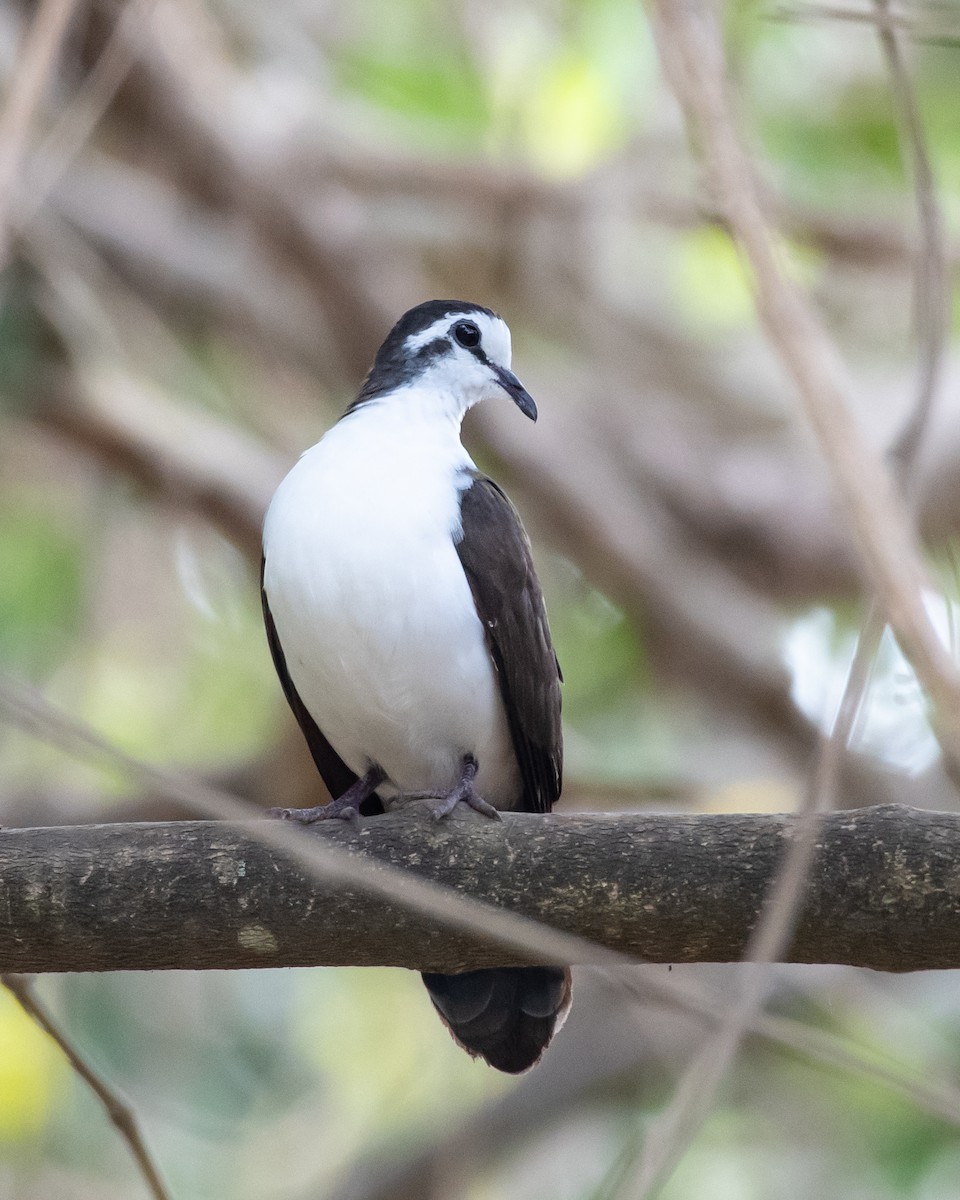 Tambourine Dove - ML123630151