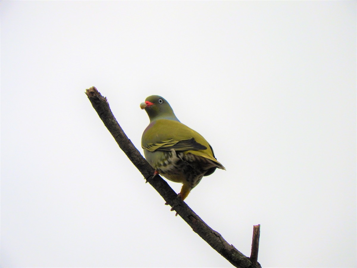 African Green-Pigeon - ML123630521