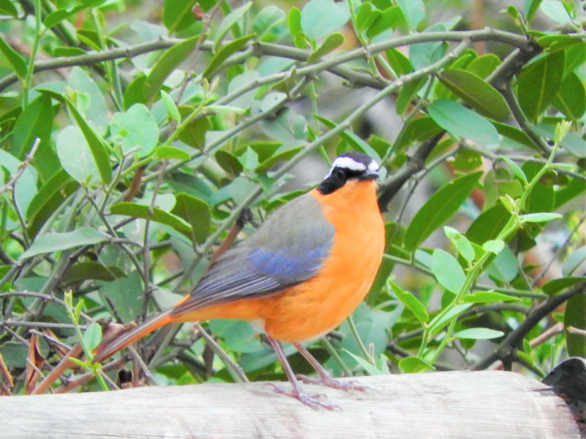 White-browed Robin-Chat - ML123631651