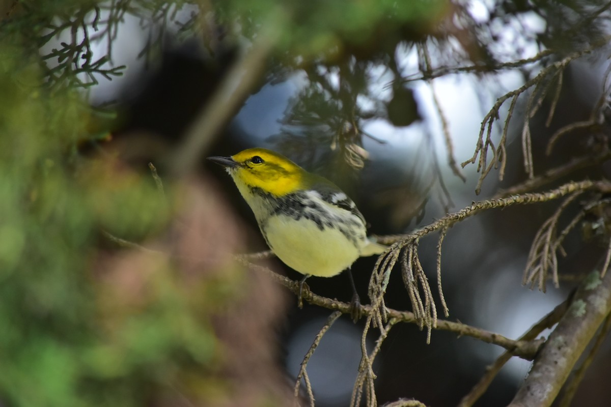 Grünmantel-Waldsänger - ML123631761