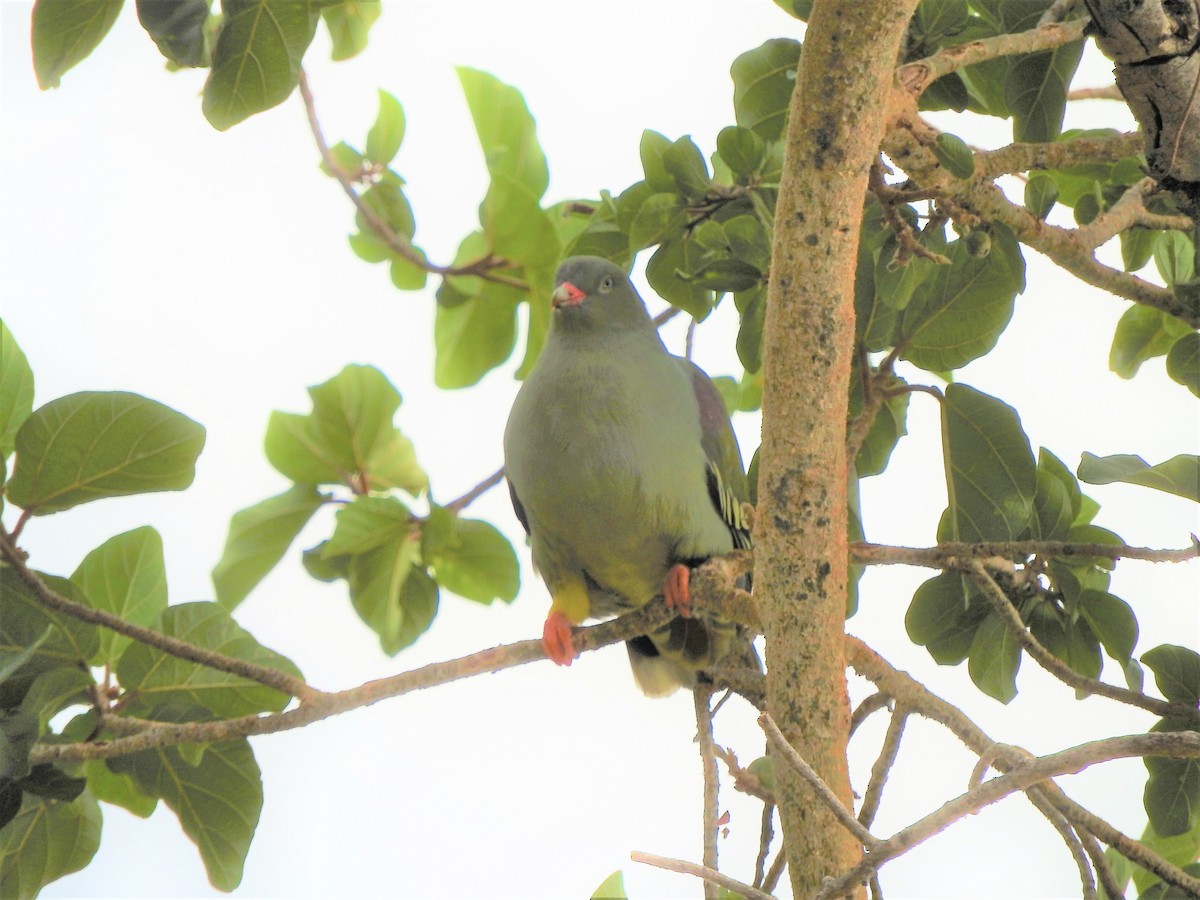 African Green-Pigeon - ML123632511