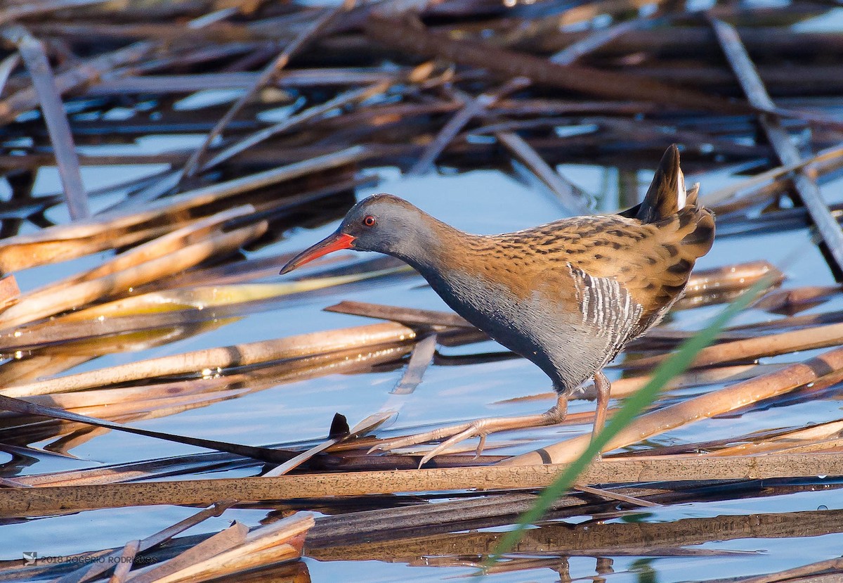 Water Rail - Rogério Rodrigues