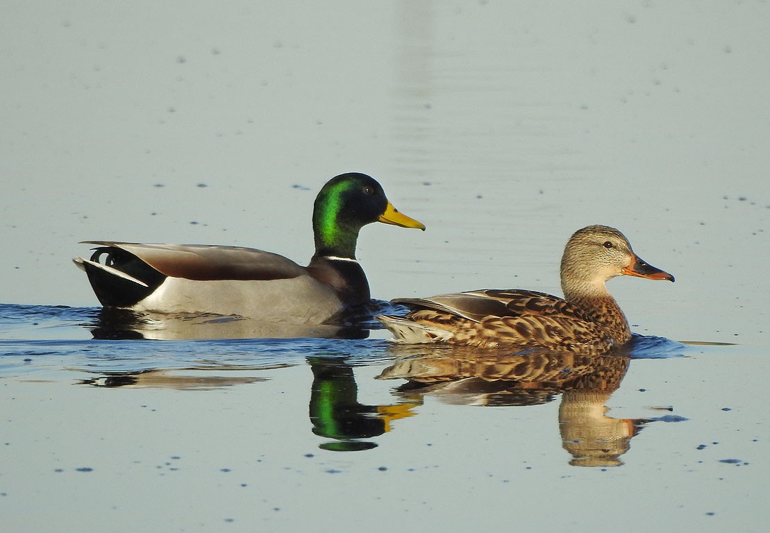 Mallard - Ad Konings