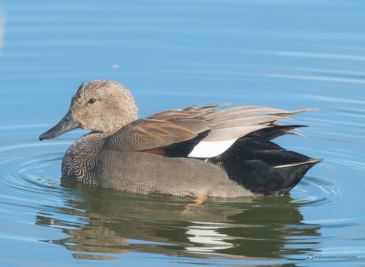 Gadwall - ML123633651