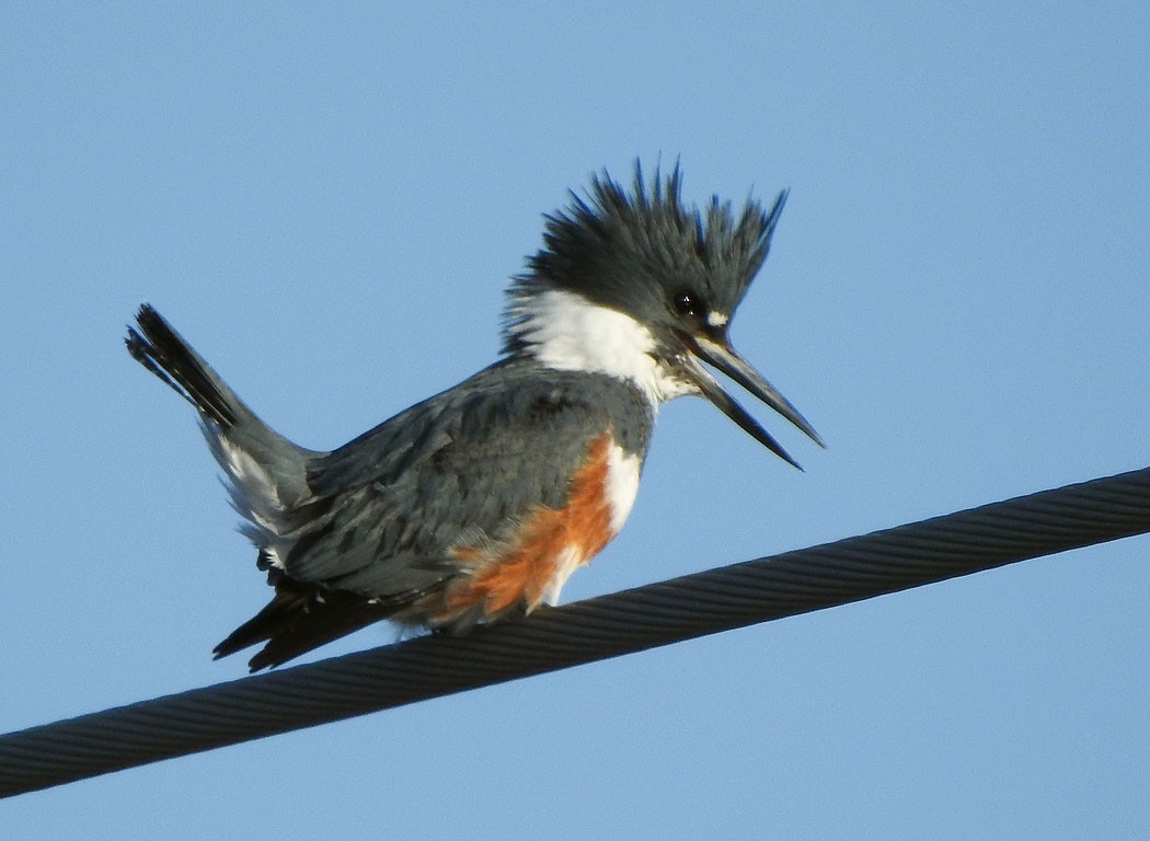 Belted Kingfisher - ML123633871