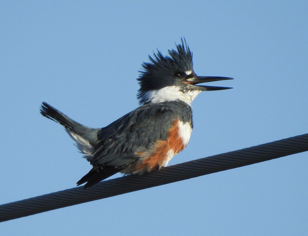 Belted Kingfisher - ML123633881