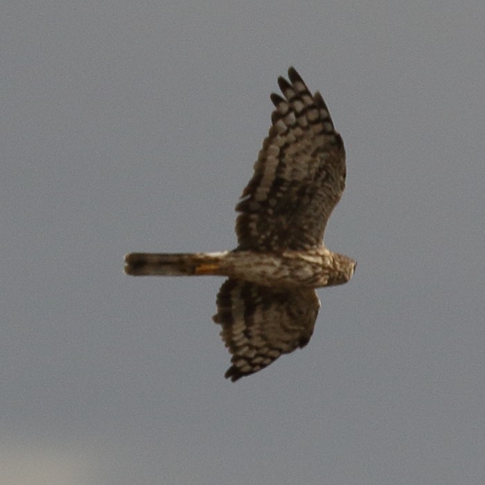 Hen Harrier - ML123634041