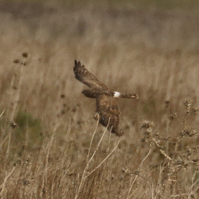 Hen Harrier - Jaime Pires