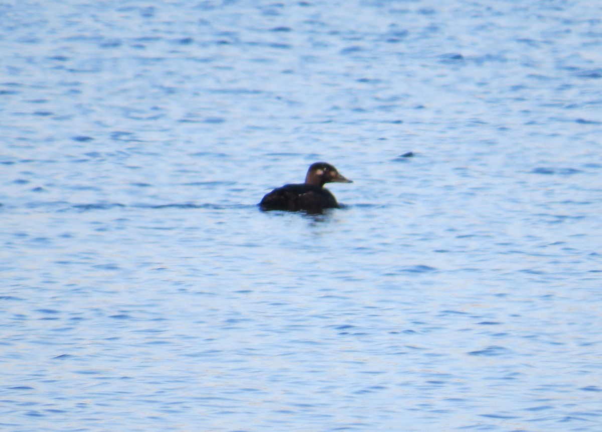 White-winged Scoter - Joel Jorgensen