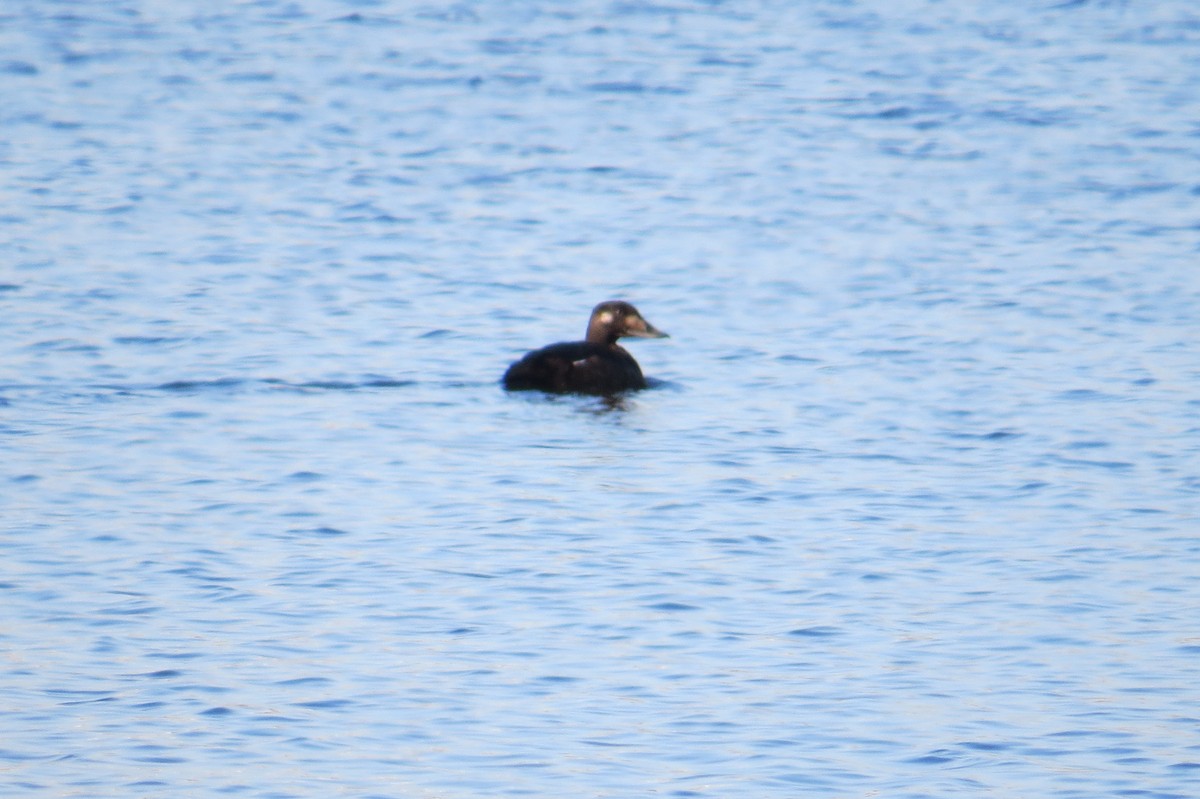 White-winged Scoter - ML123634101