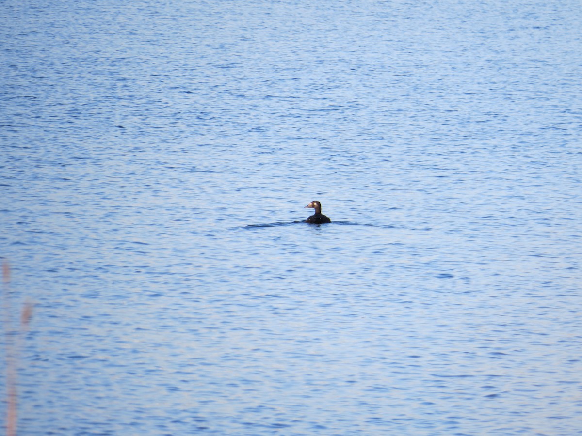 White-winged Scoter - ML123634151