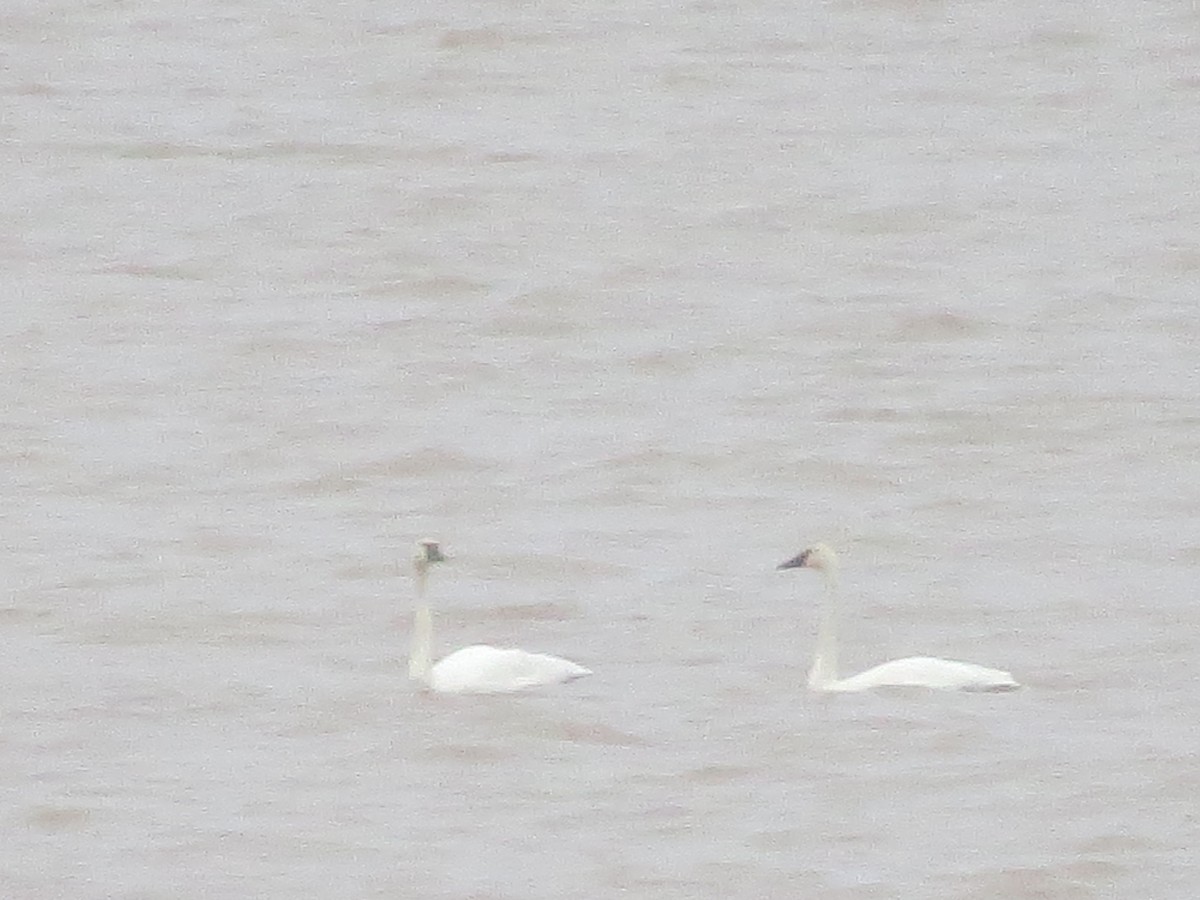 Tundra Swan - ML123635771
