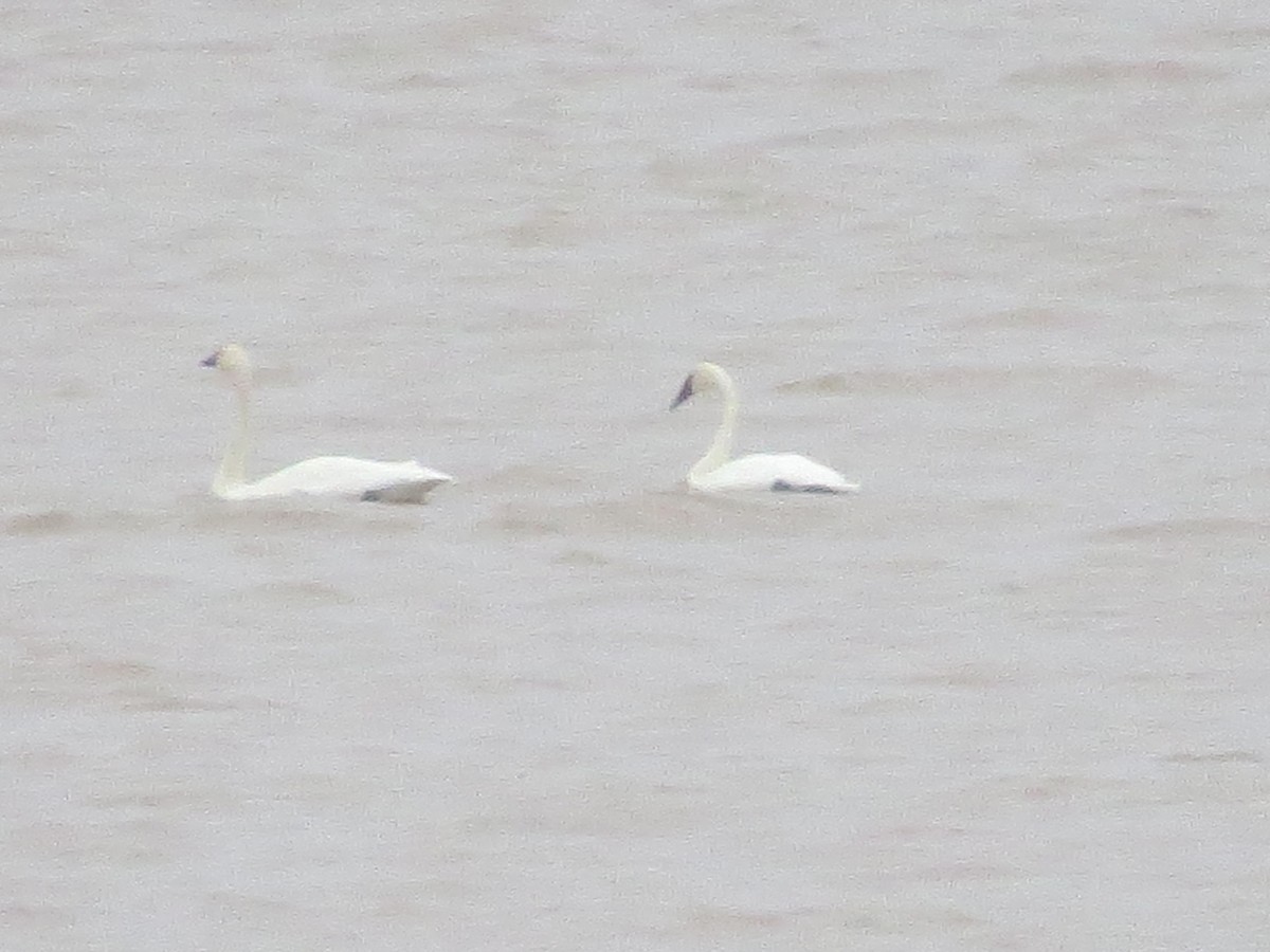 Tundra Swan - ML123635941