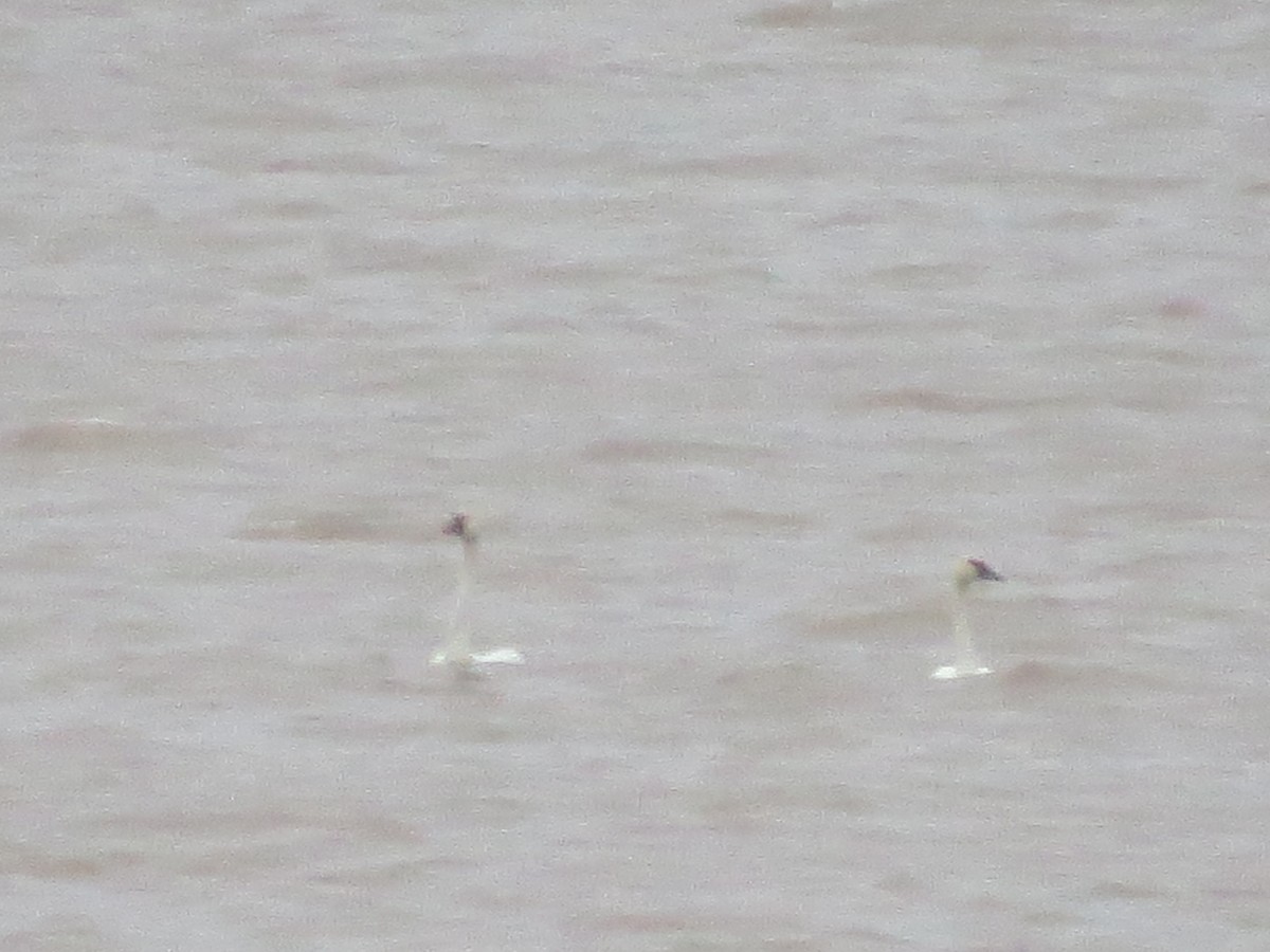 Tundra Swan - ML123636131