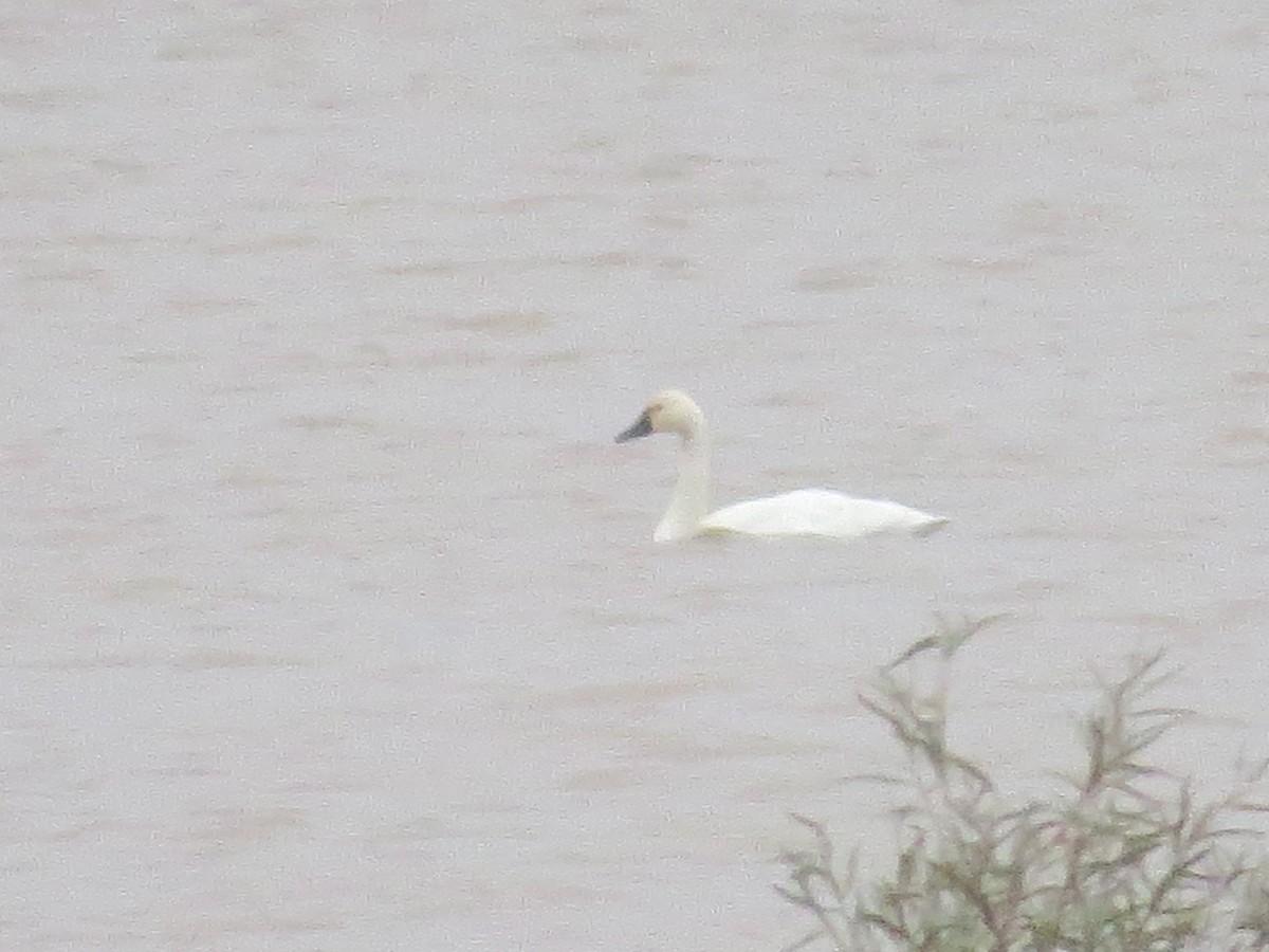 Tundra Swan - ML123636191