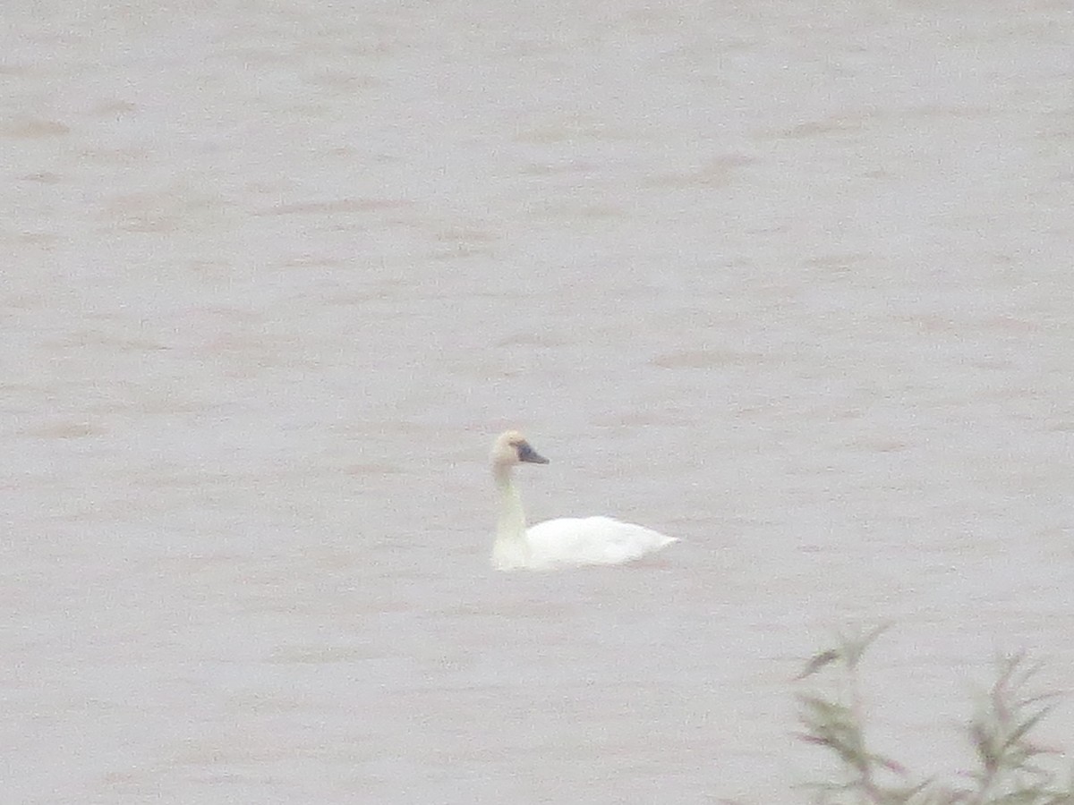 Tundra Swan - ML123636251