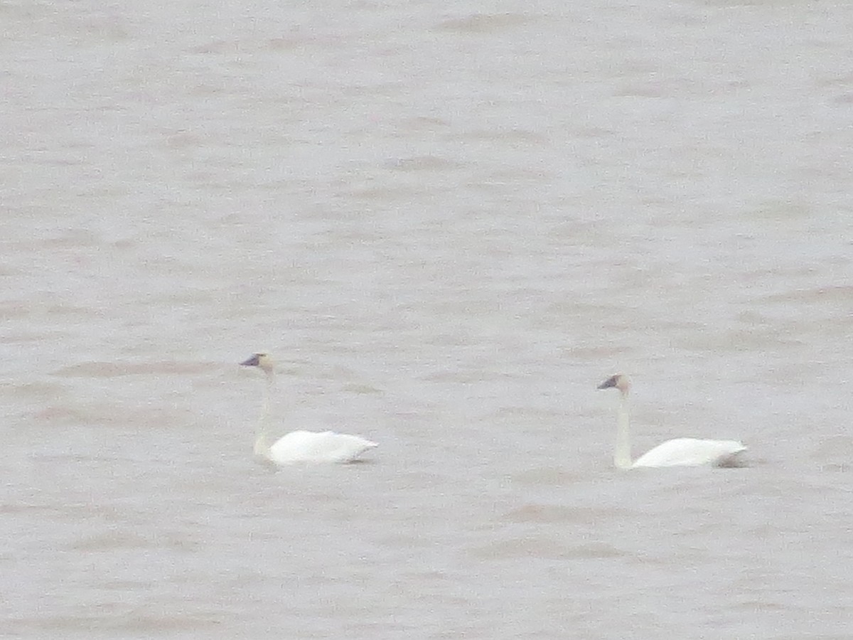 Tundra Swan - ML123636471