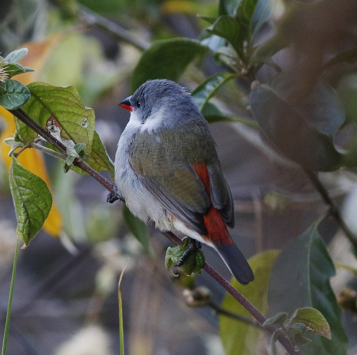 Swee Waxbill - ML123636641